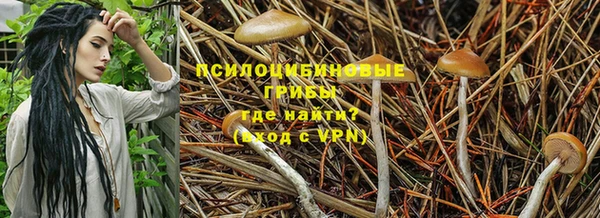 прущие грибы Баксан